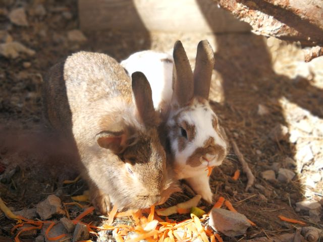 Ferienwohnungen Unterreithof